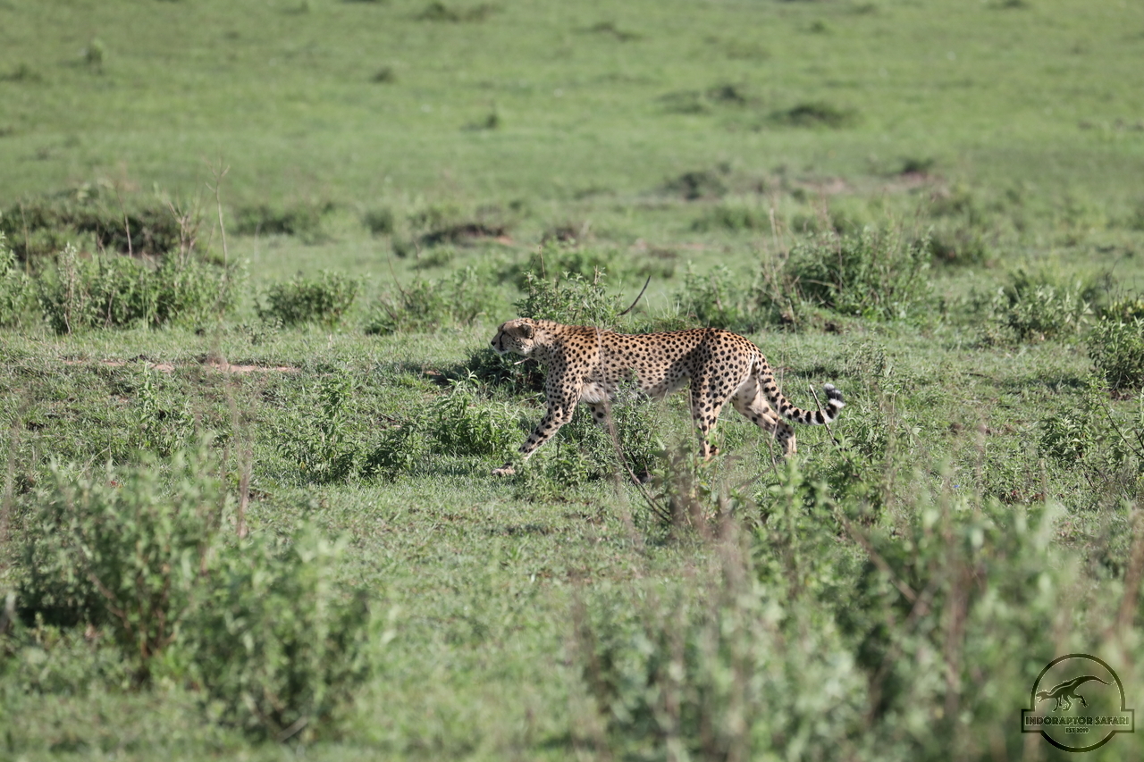 [501] 2019_07_01_12_34_34_Africa_Canon_EOS_5D_Mark_IV_IMG_0010822_00002.jpg
