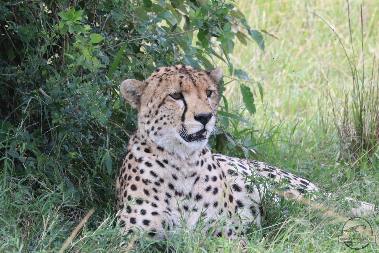 [512] 2019_07_02_12_02_46_Africa_Canon_EOS_77D_IMG_3185_00193.jpg