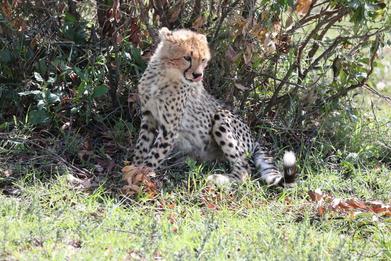 [522] 2019_07_03_15_31_40_Africa_Canon_EOS_5D_Mark_IV_IMG_0013600_00190.jpg