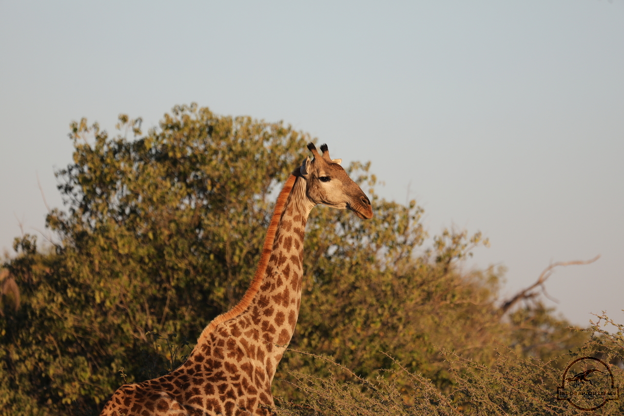 [583] 2019_06_20_12_26_46_Africa_Canon_EOS_5D_Mark_IV_IMG_0000662_00001.jpg