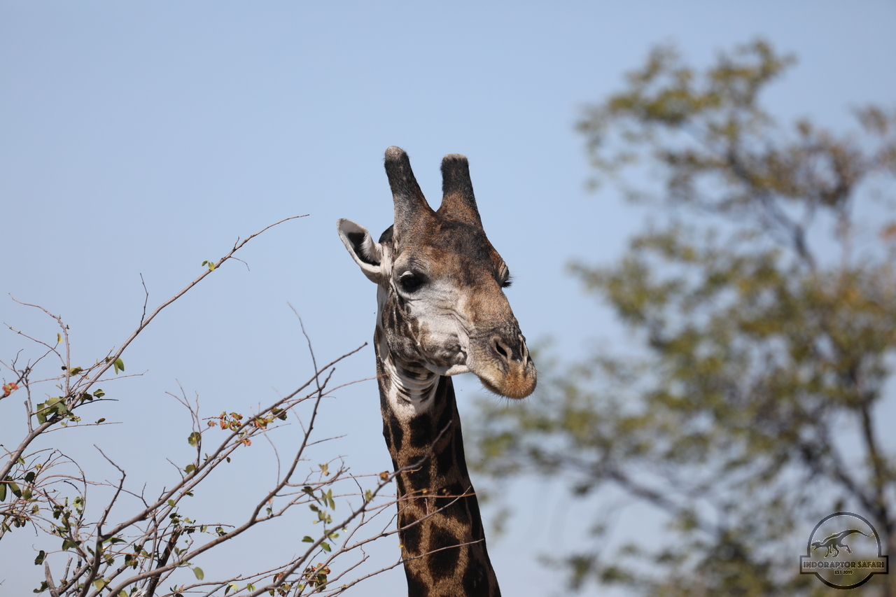 [587] 2019_06_20_17_29_57_Africa_Canon_EOS_5D_Mark_IV_IMG_0002309_00003.jpg