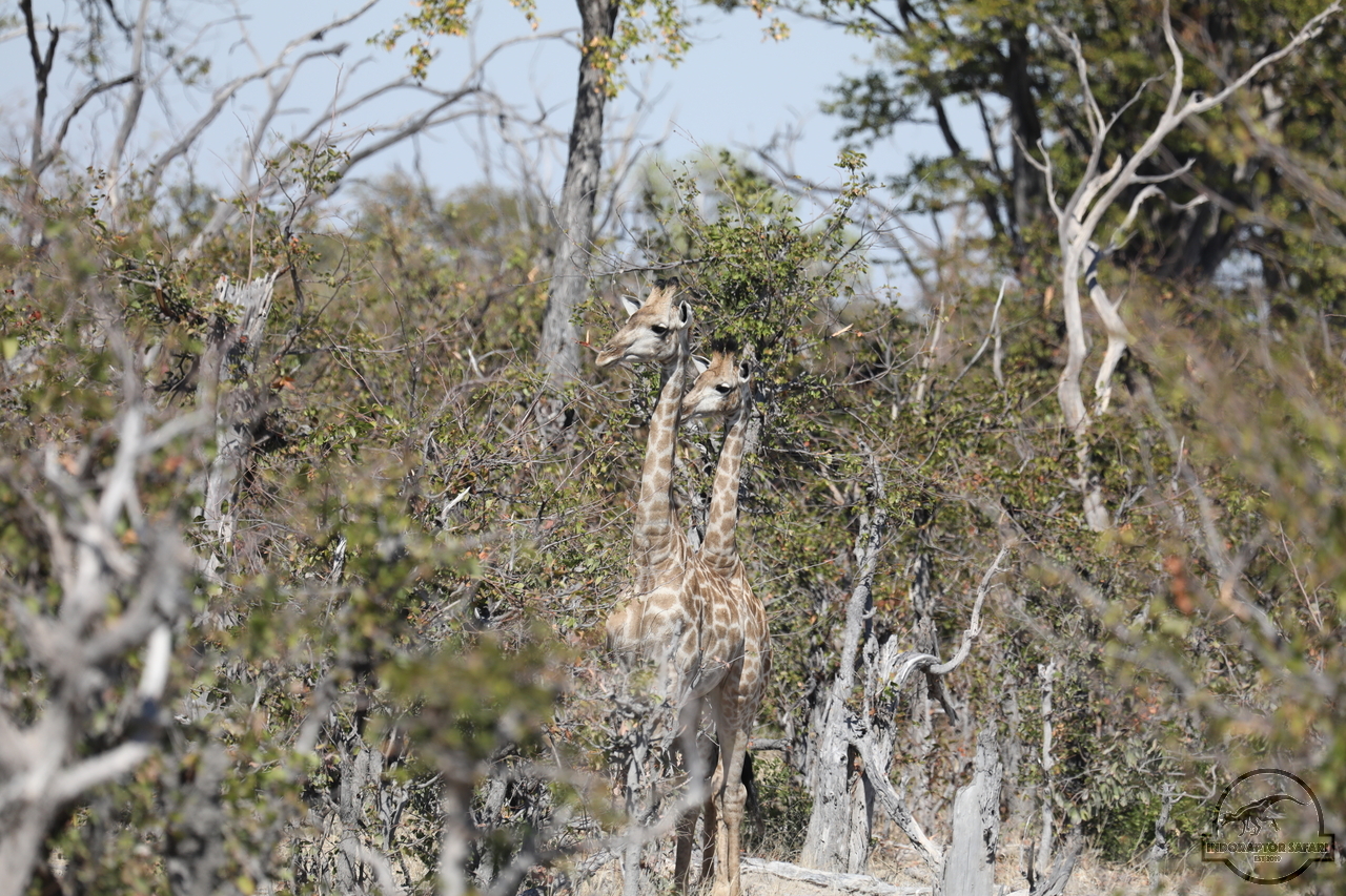 [589] 2019_06_20_17_30_28_Africa_Canon_EOS_5D_Mark_IV_IMG_0002327_00004.jpg