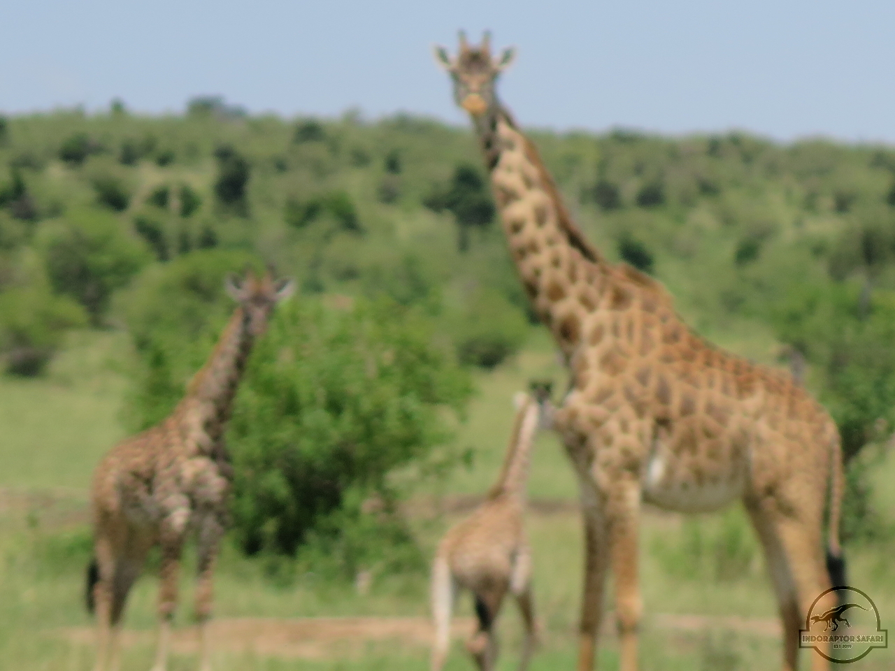 [595] 2019_06_29_05_22_01_Africa_Canon_PowerShot_G16_IMG_0126_00010.jpg