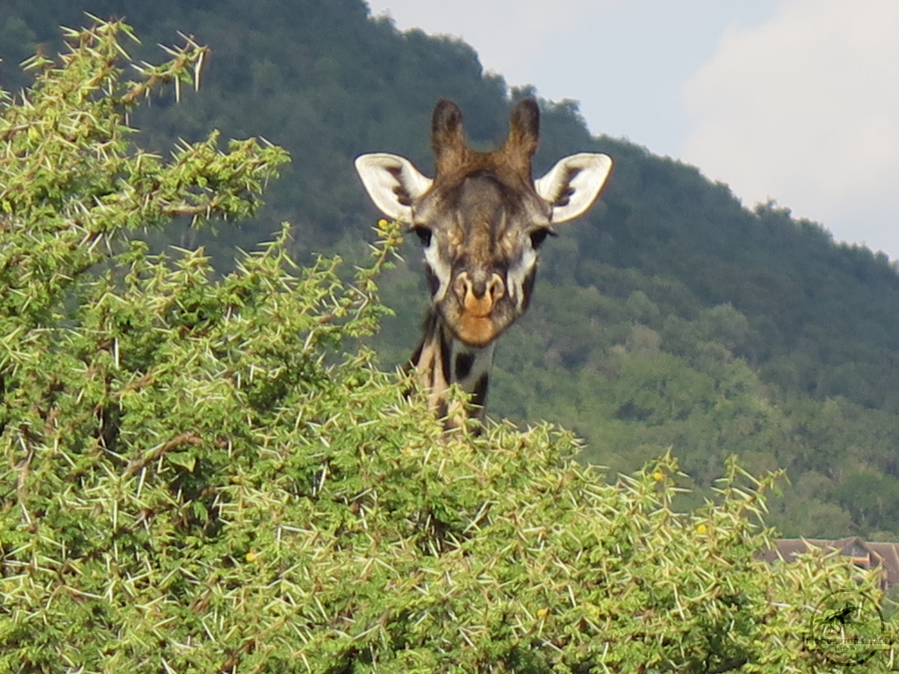 [605] 2019_06_29_10_11_58_Africa_Canon_PowerShot_G16_IMG_0231_00015.jpg