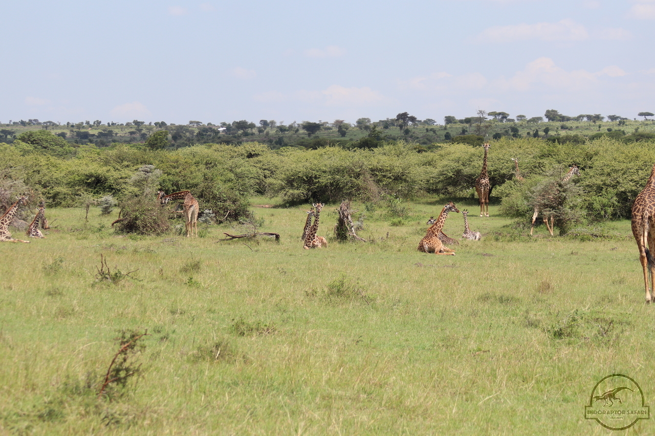[610] 2019_06_29_12_07_58_Africa_Canon_EOS_77D_IMG_1852_00240.jpg