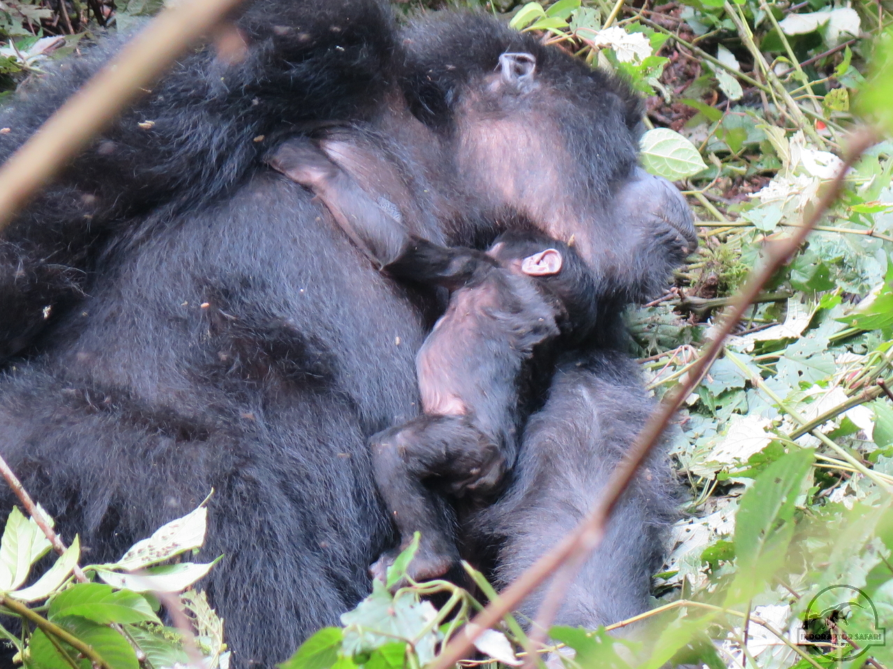 [634] 2019_06_26_04_39_25_Africa_Canon_PowerShot_G16_IMG_0128_00259.jpg