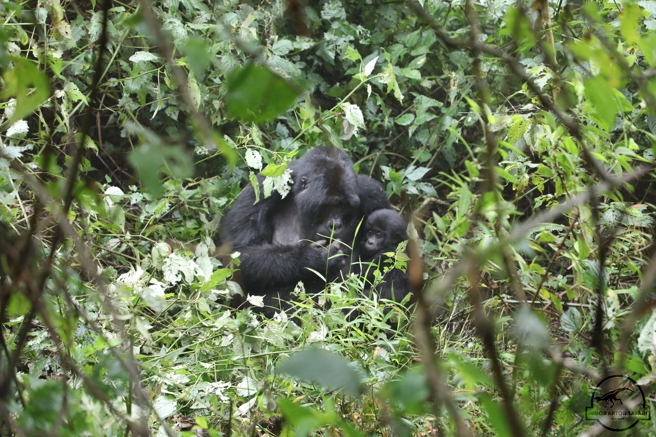 [650] 2019_06_26_14_38_26_Africa_Canon_EOS_5D_Mark_IV_IMG_0006908_00247.jpg