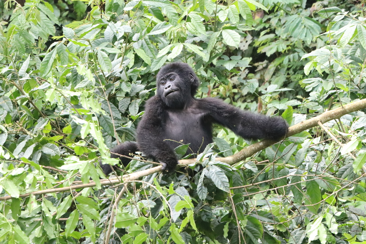 [661] 2019_06_27_09_55_05_Africa_Canon_EOS_77D_IMG_1606_00024.jpg