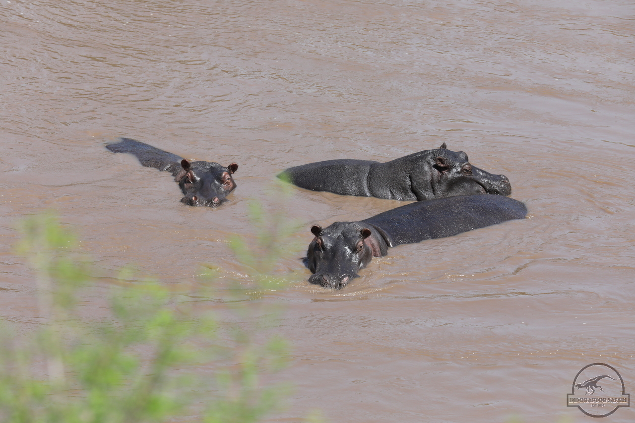 [684] 2019_07_01_16_22_15_Africa_Canon_EOS_5D_Mark_IV_IMG_0011348_00271.jpg