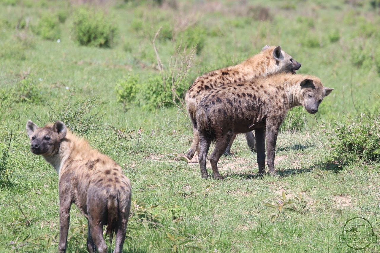 [1064] 2019_07_03_10_03_24_Africa_Canon_EOS_77D_IMG_3323_00467.jpg