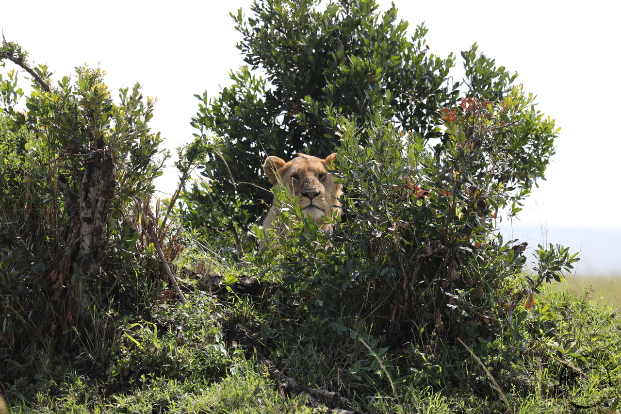 [1104] 2019_06_29_14_25_19_Africa_Canon_EOS_5D_Mark_IV_IMG_0004654_00484.jpg