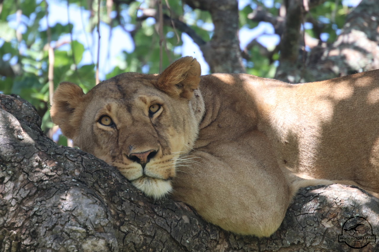 [1133] 2019_07_03_13_39_23_Africa_Canon_EOS_77D_IMG_3679_00036.jpg