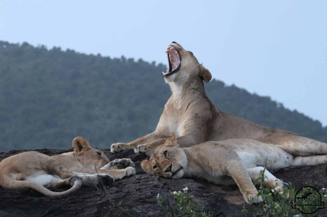 [1141] 2019_07_03_17_47_24_Africa_Canon_EOS_77D_IMG_3899_00040.jpg