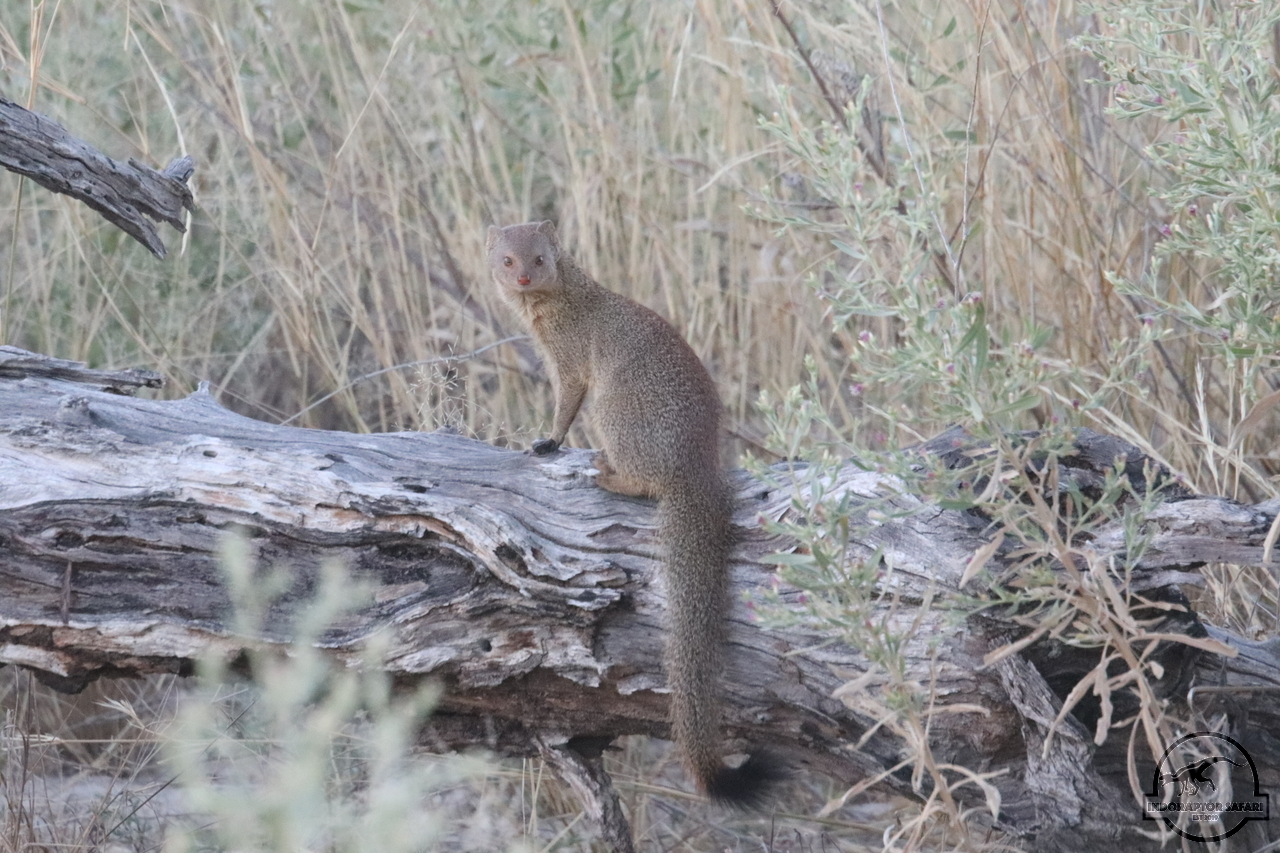 [1154] 2019_06_22_17_51_46_Africa_Canon_EOS_77D_IMG_1107_00509.jpg