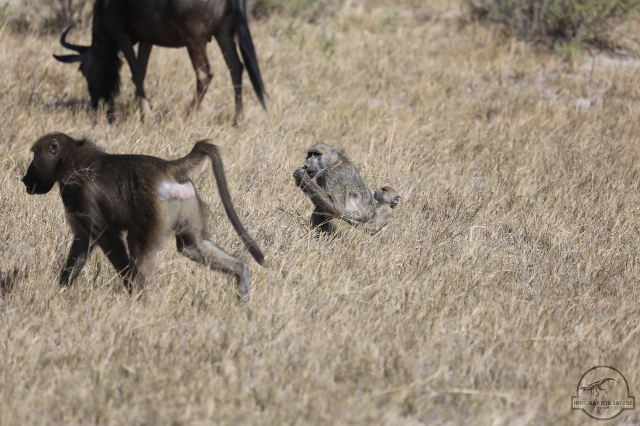 [1160] 2019_06_20_18_25_57_Africa_Canon_EOS_5D_Mark_IV_IMG_0002425_00512.jpg
