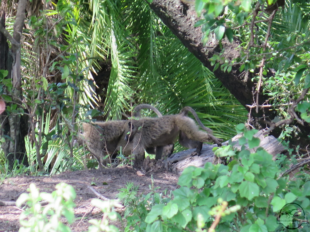 [1171] 2019_06_30_03_52_45_Africa_Canon_PowerShot_G16_IMG_0090_00008.jpg