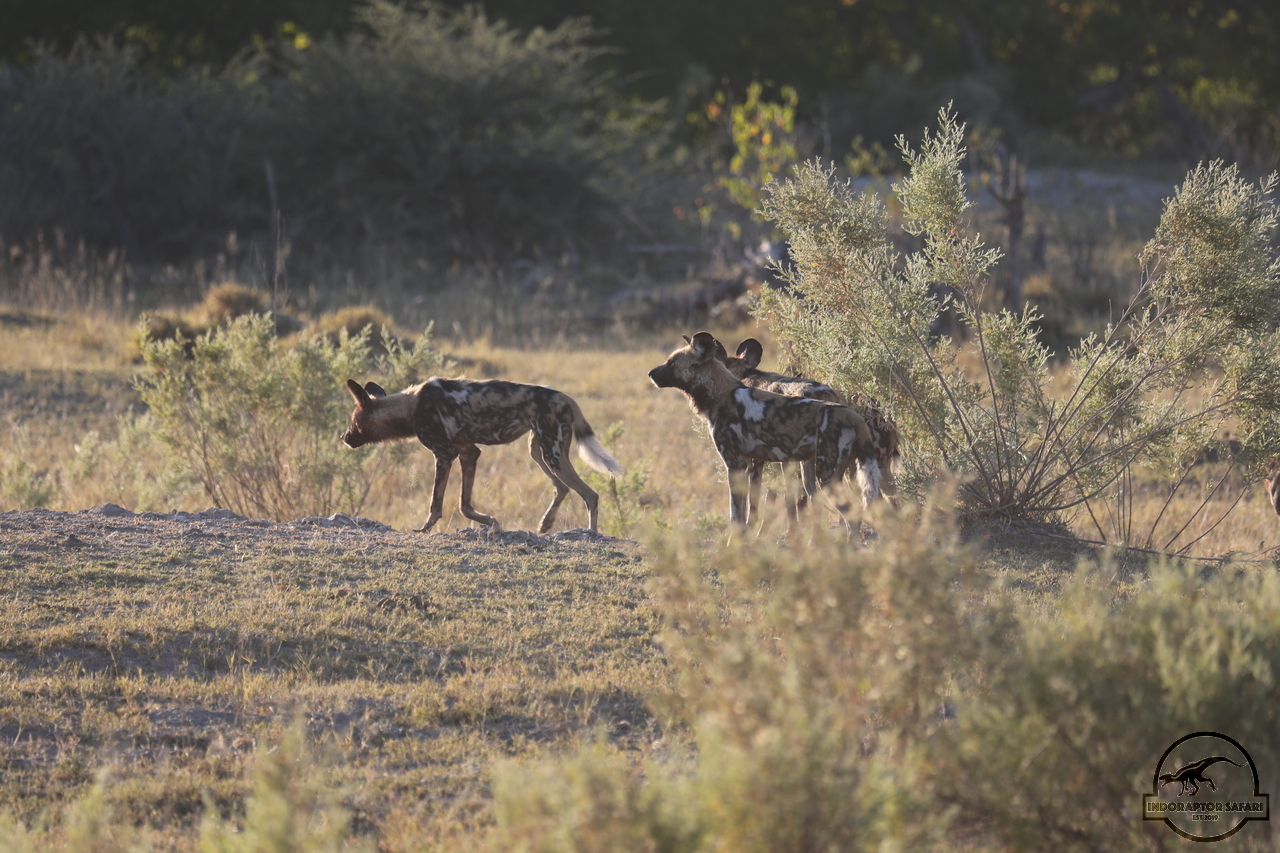 [1232] 2019_06_20_12_41_56_Africa_Canon_EOS_5D_Mark_IV_IMG_0000808_00546.jpg