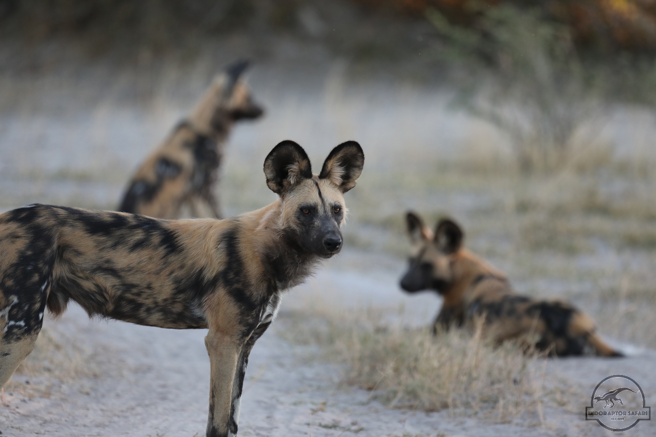 [1253] 2019_06_22_22_44_02_Africa_Canon_EOS_5D_Mark_IV_IMG_0003562_00011.jpg