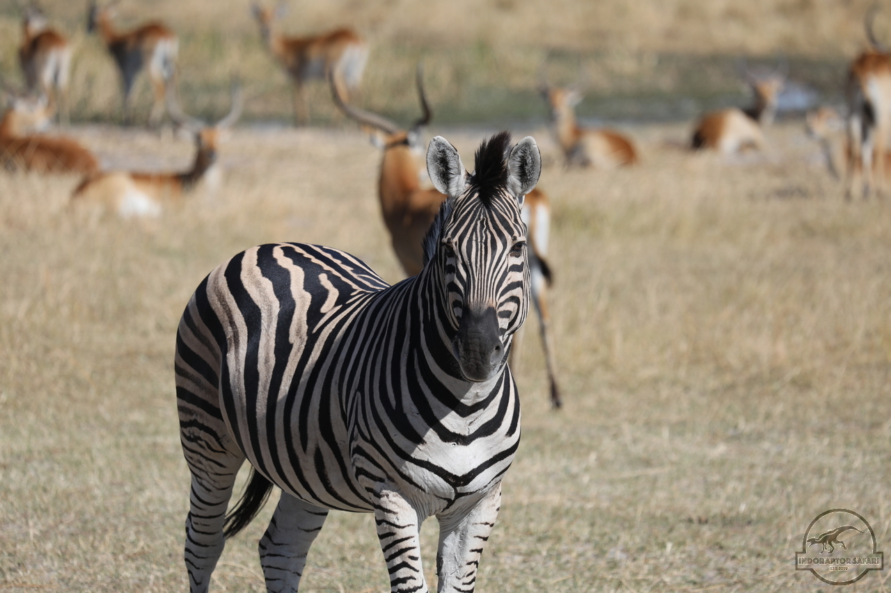 [1258] 2019_06_20_15_25_42_Africa_Canon_EOS_5D_Mark_IV_IMG_0001126_00561.jpg