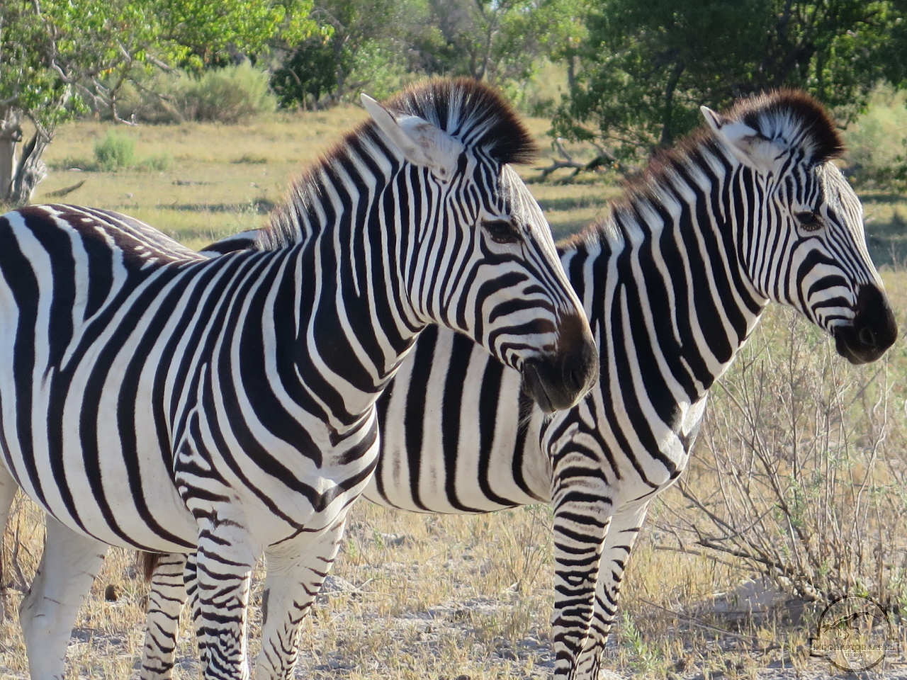 [1262] 2019_06_23_02_55_01_Africa_Canon_PowerShot_G16_IMG_0010_00565.jpg
