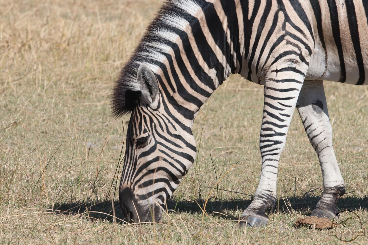 [1264] 2019_06_24_10_13_02_Africa_Canon_EOS_77D_IMG_3539_00563.jpg