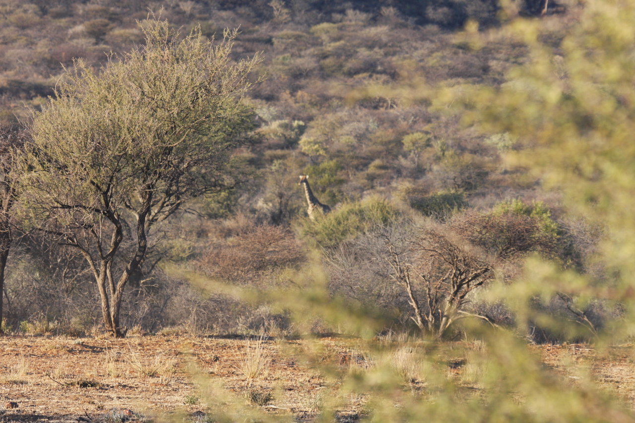 [517] 2016_06_22_02_09_12_Africa_Canon_EOS_40D_IMG__00003.jpg