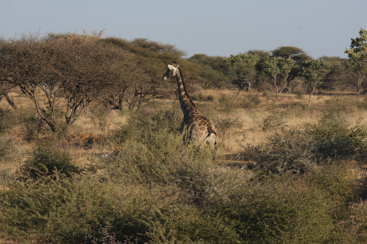 [535] 2016_06_22_02_14_40_Africa_Canon_EOS_40D_IMG__00027.jpg