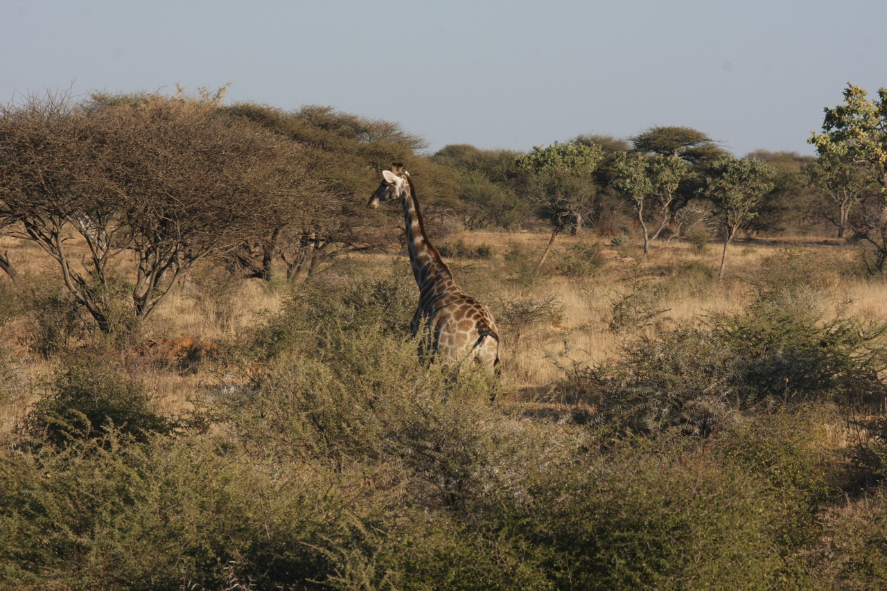 [537] 2016_06_22_02_14_41_Africa_Canon_EOS_40D_IMG__00009.jpg