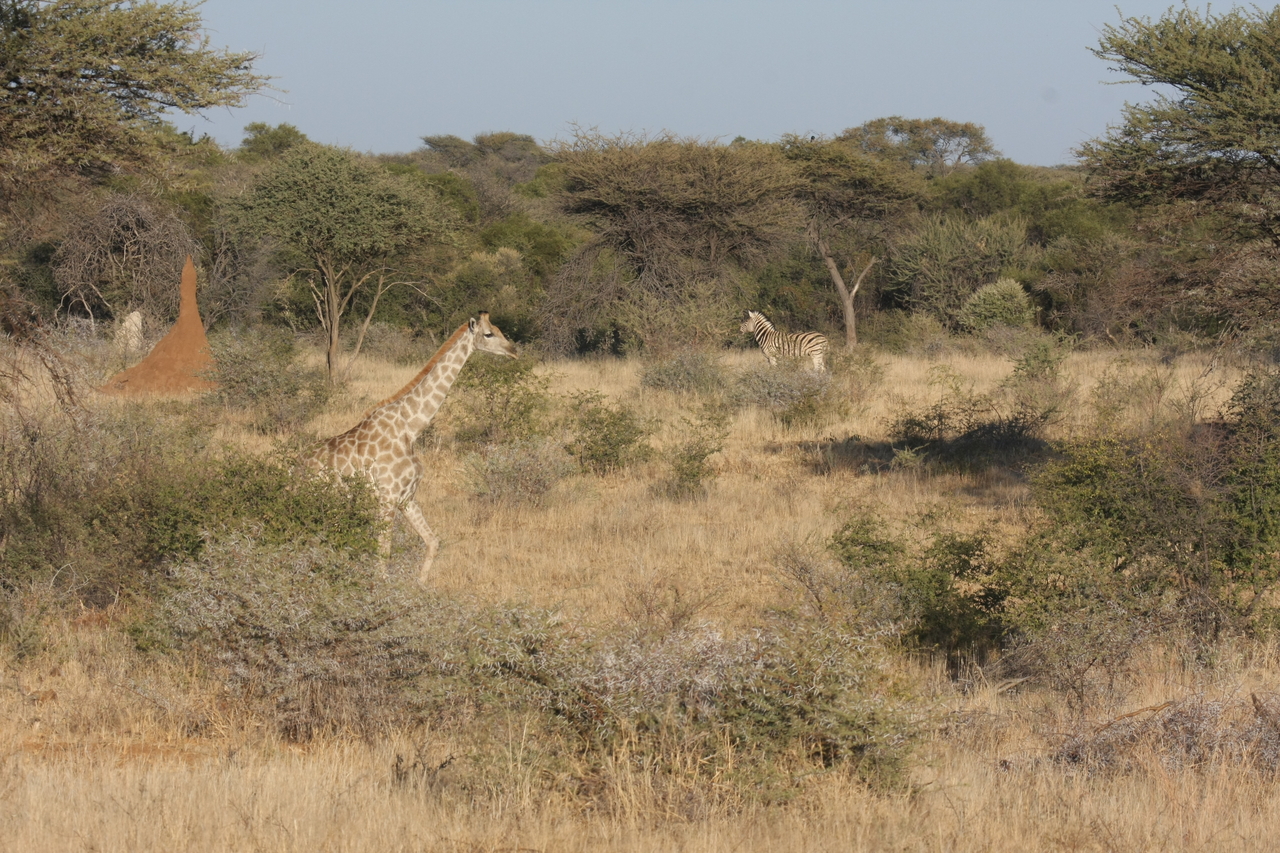 [549] 2016_06_22_02_15_24_Africa_Canon_EOS_40D_IMG__00013.jpg
