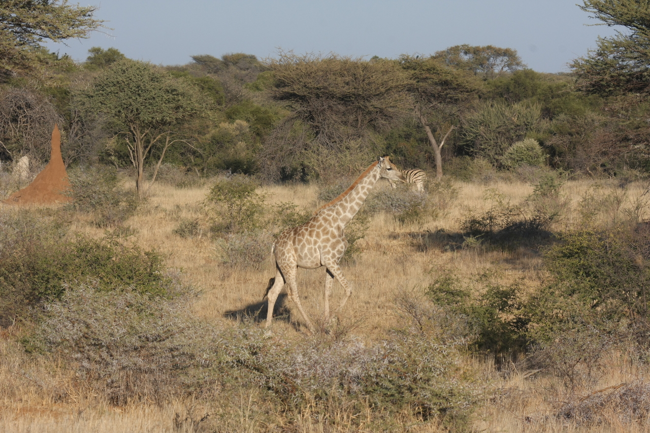 [557] 2016_06_22_02_15_26_Africa_Canon_EOS_40D_IMG__07481.jpg