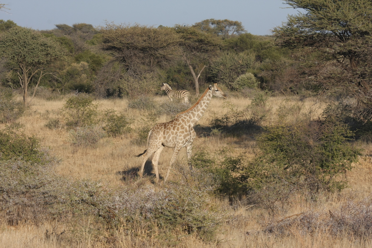 [563] 2016_06_22_02_15_28_Africa_Canon_EOS_40D_IMG__07483.jpg