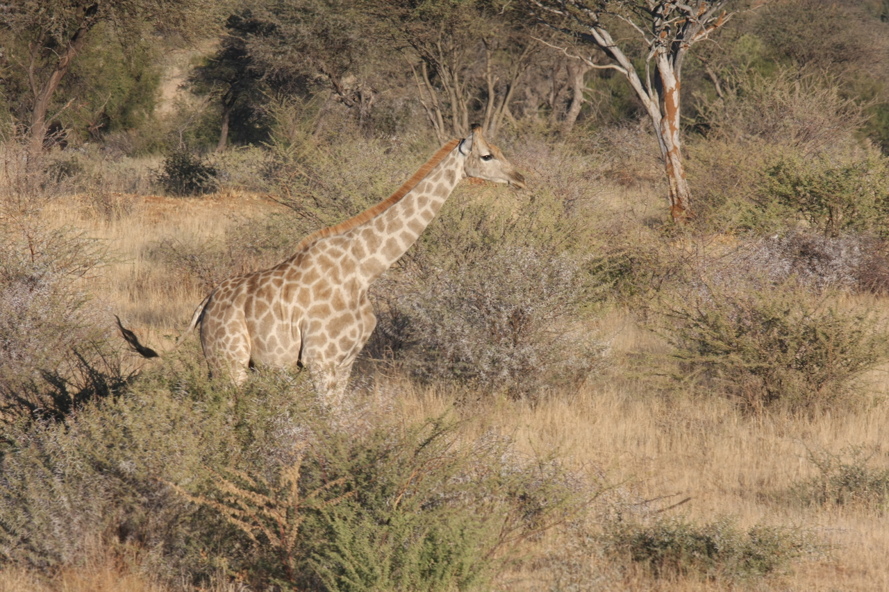 [576] 2016_06_22_02_15_42_Africa_Canon_EOS_40D_IMG__00041.jpg
