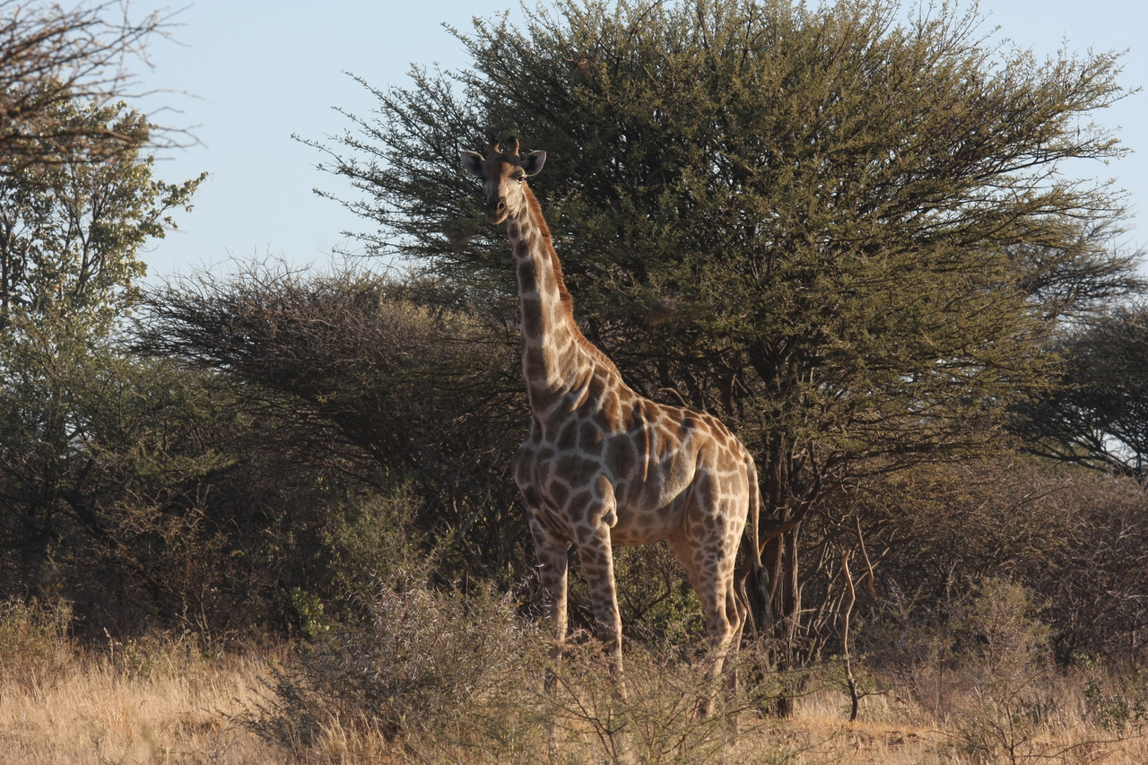 [628] 2016_06_22_02_17_52_Africa_Canon_EOS_40D_IMG__00057.jpg