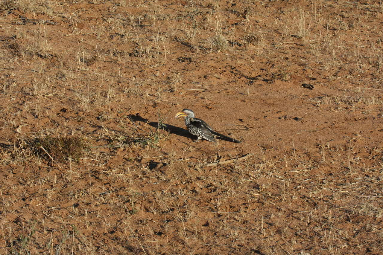 [653] 2016_06_22_02_25_34_Africa_Canon_EOS_40D_IMG__00045.jpg