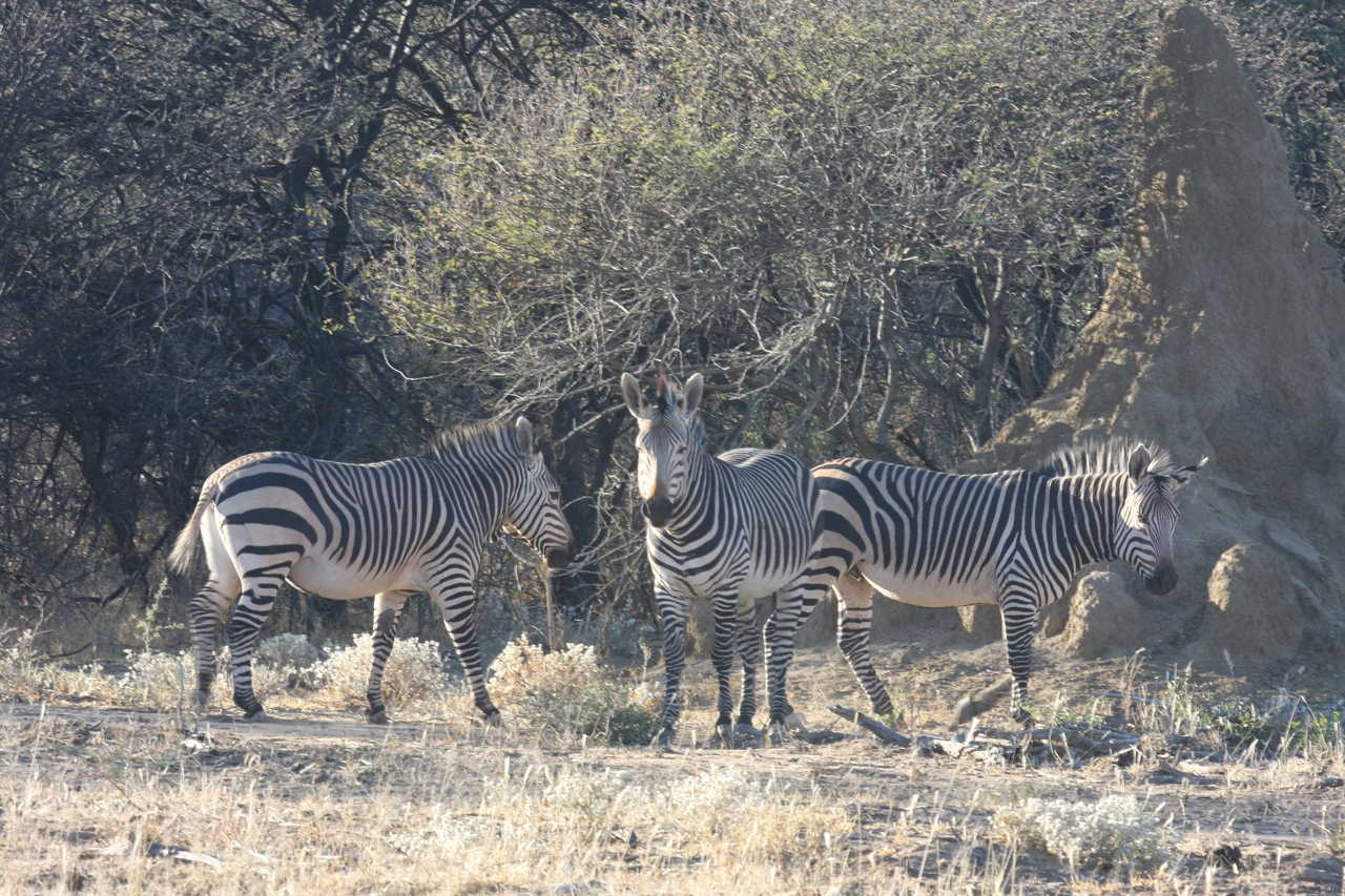 [690] 2016_06_22_02_32_38_Africa_Canon_EOS_40D_IMG__07516.jpg