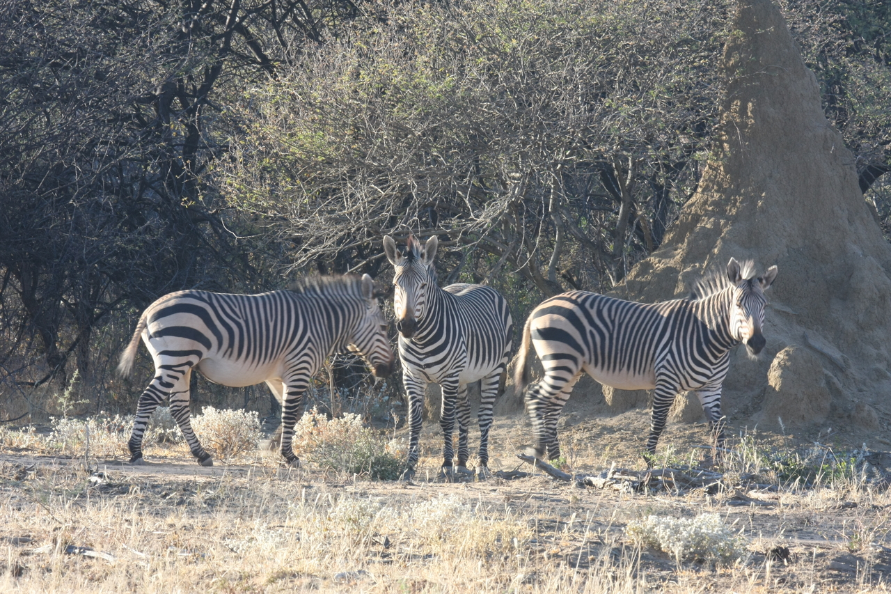 [691] 2016_06_22_02_32_38_Africa_Canon_EOS_40D_IMG__07517.jpg