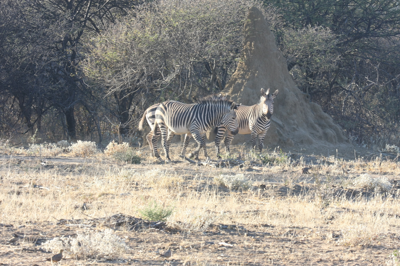 [694] 2016_06_22_02_32_40_Africa_Canon_EOS_40D_IMG__00071.jpg