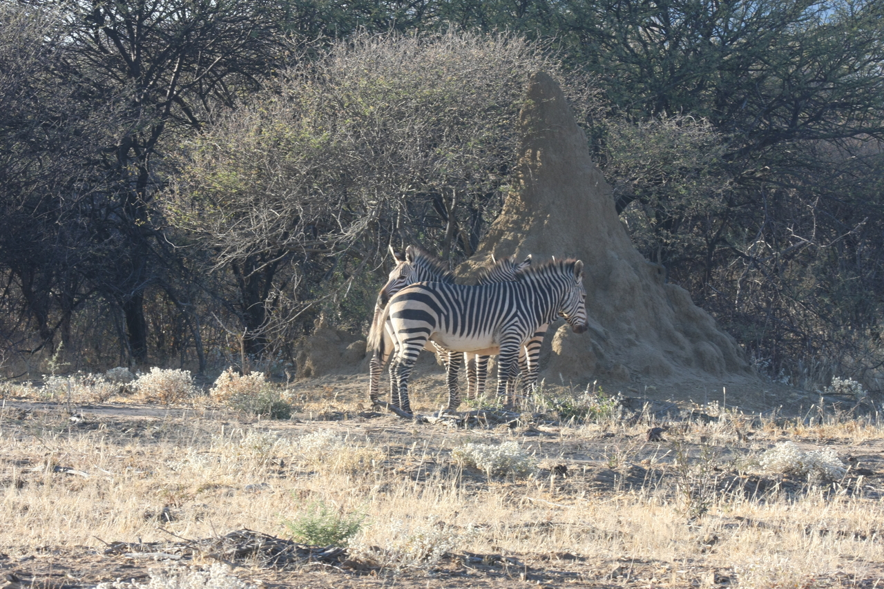 [703] 2016_06_22_02_32_43_Africa_Canon_EOS_40D_IMG__07521.jpg