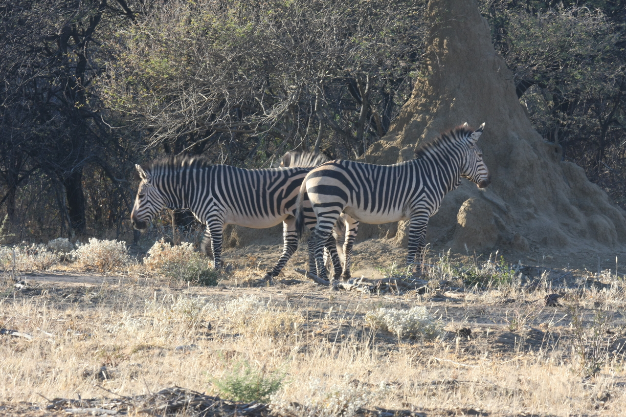 [708] 2016_06_22_02_32_50_Africa_Canon_EOS_40D_IMG__07522.jpg