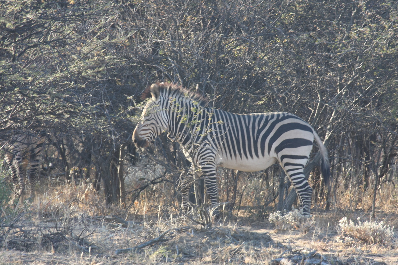 [727] 2016_06_22_02_33_16_Africa_Canon_EOS_40D_IMG__07529.jpg
