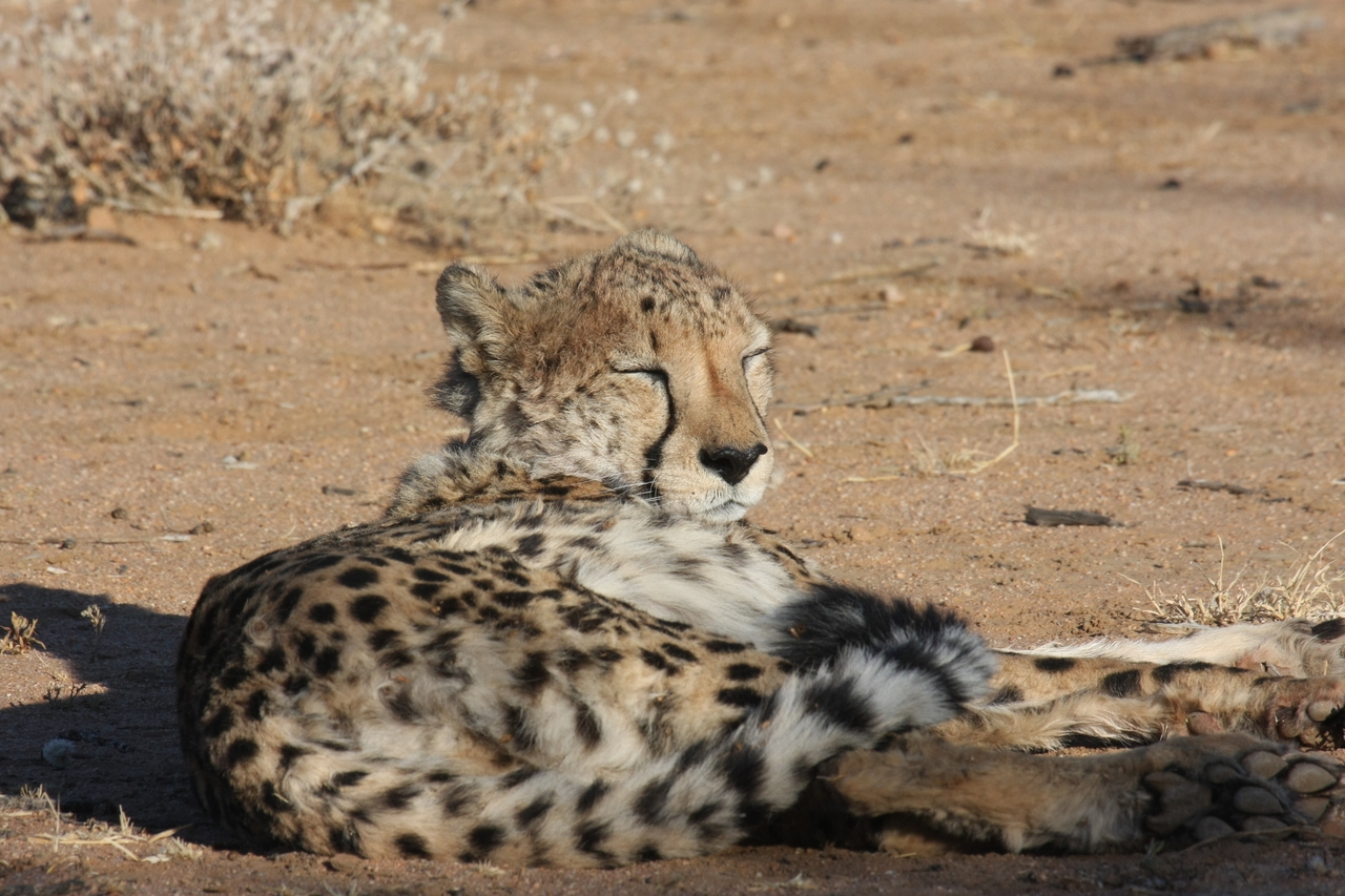 [800] 2016_06_22_02_46_01_Africa_Canon_EOS_40D_IMG__00107.jpg