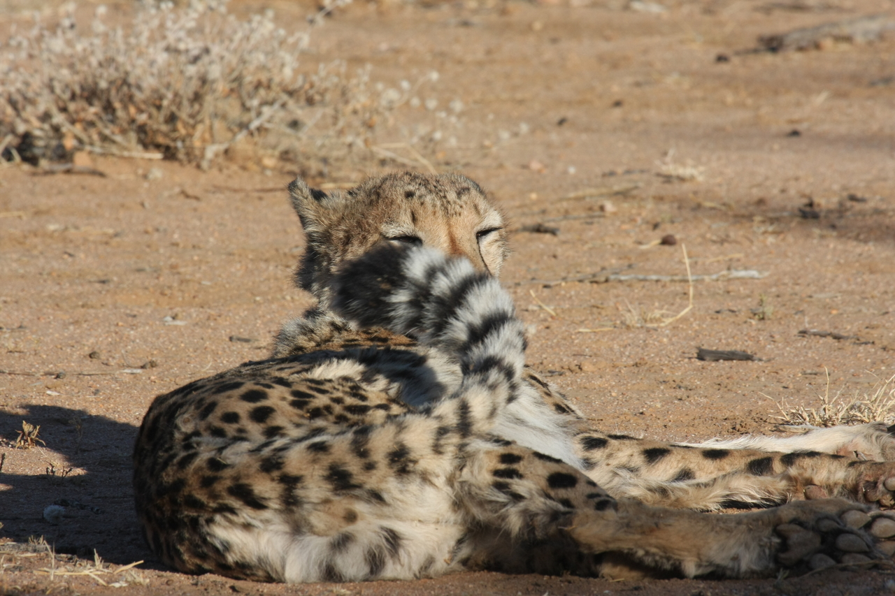 [833] 2016_06_22_02_46_15_Africa_Canon_EOS_40D_IMG__00099.jpg