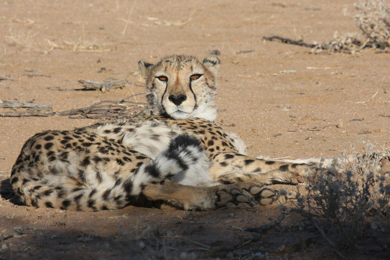 [847] 2016_06_22_02_46_52_Africa_Canon_EOS_40D_IMG__07569.jpg