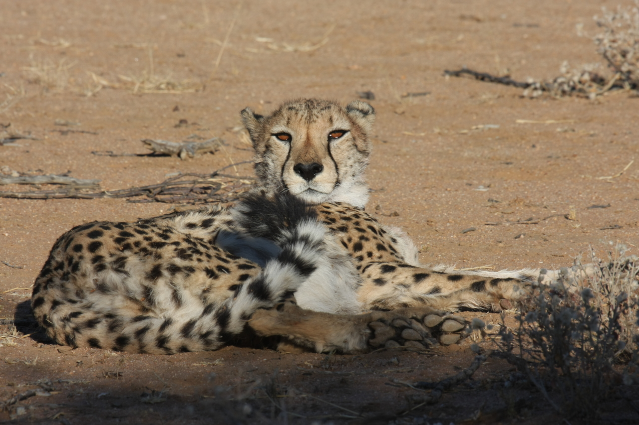 [863] 2016_06_22_02_47_03_Africa_Canon_EOS_40D_IMG__00109.jpg