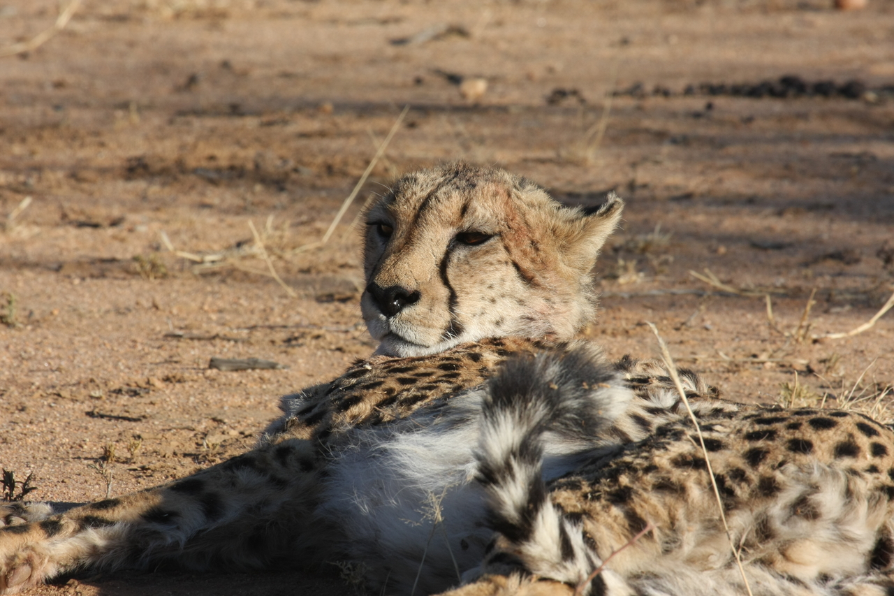 [919] 2016_06_22_02_48_49_Africa_Canon_EOS_40D_IMG__07591.jpg