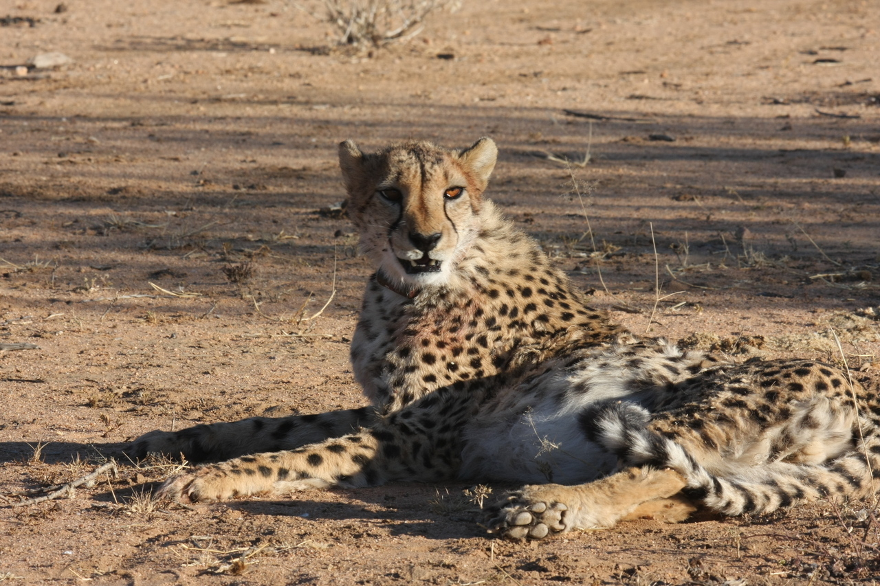 [961] 2016_06_22_02_49_56_Africa_Canon_EOS_40D_IMG__07603.jpg