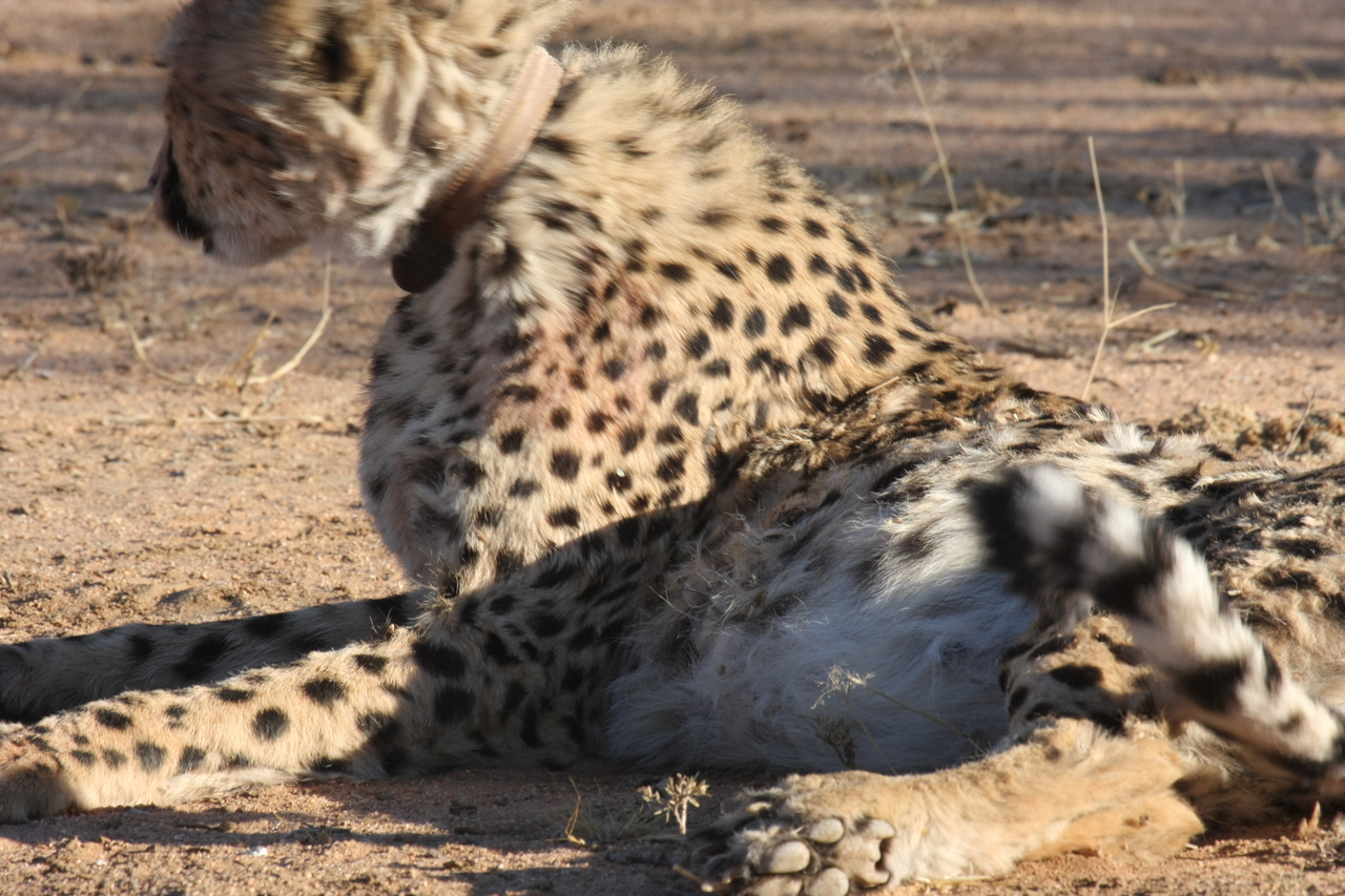 [982] 2016_06_22_02_50_11_Africa_Canon_EOS_40D_IMG__07610.jpg