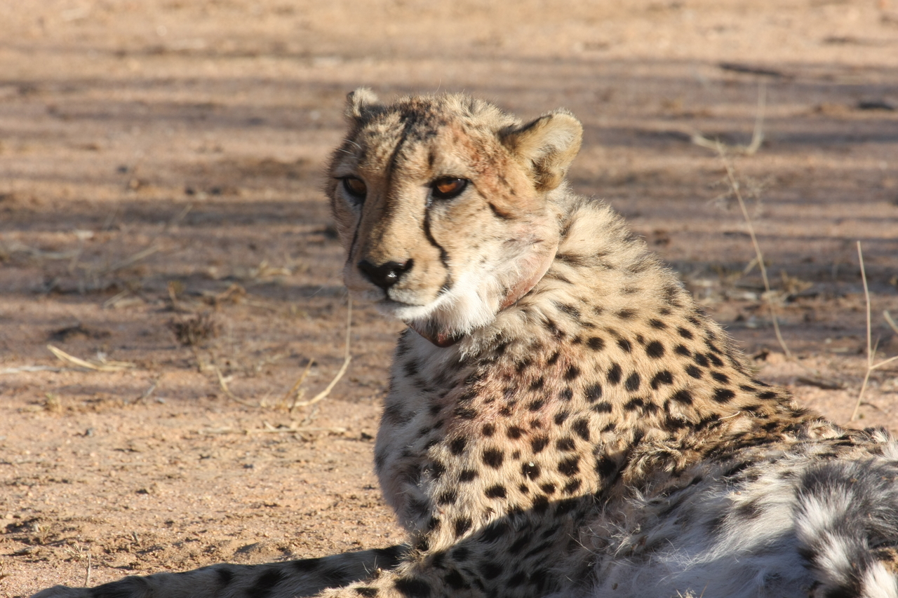 [984] 2016_06_22_02_50_15_Africa_Canon_EOS_40D_IMG__00146.jpg