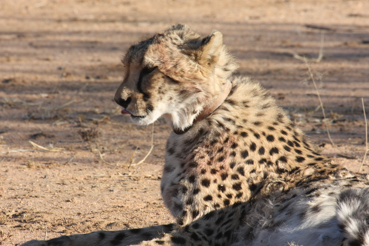 [986] 2016_06_22_02_50_15_Africa_Canon_EOS_40D_IMG__00164.jpg