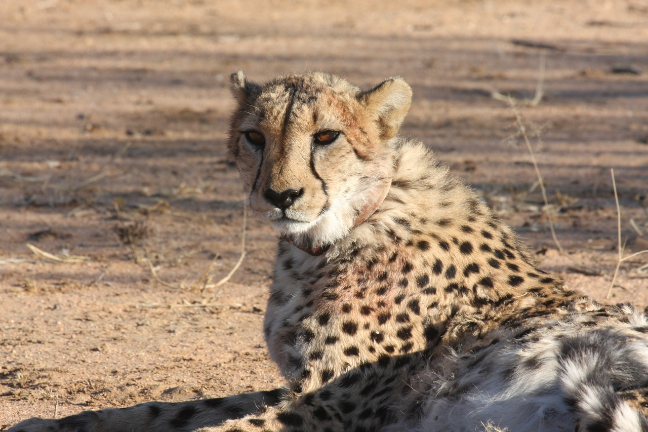 [988] 2016_06_22_02_50_15_Africa_Canon_EOS_40D_IMG__00166.jpg